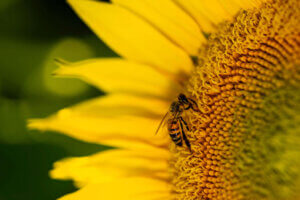 Ecologische tuin, wat is dat?