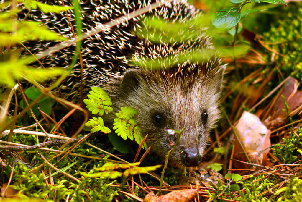 Egel tussen beplanting in een diervriendelijke, biodiverse natuurtuin