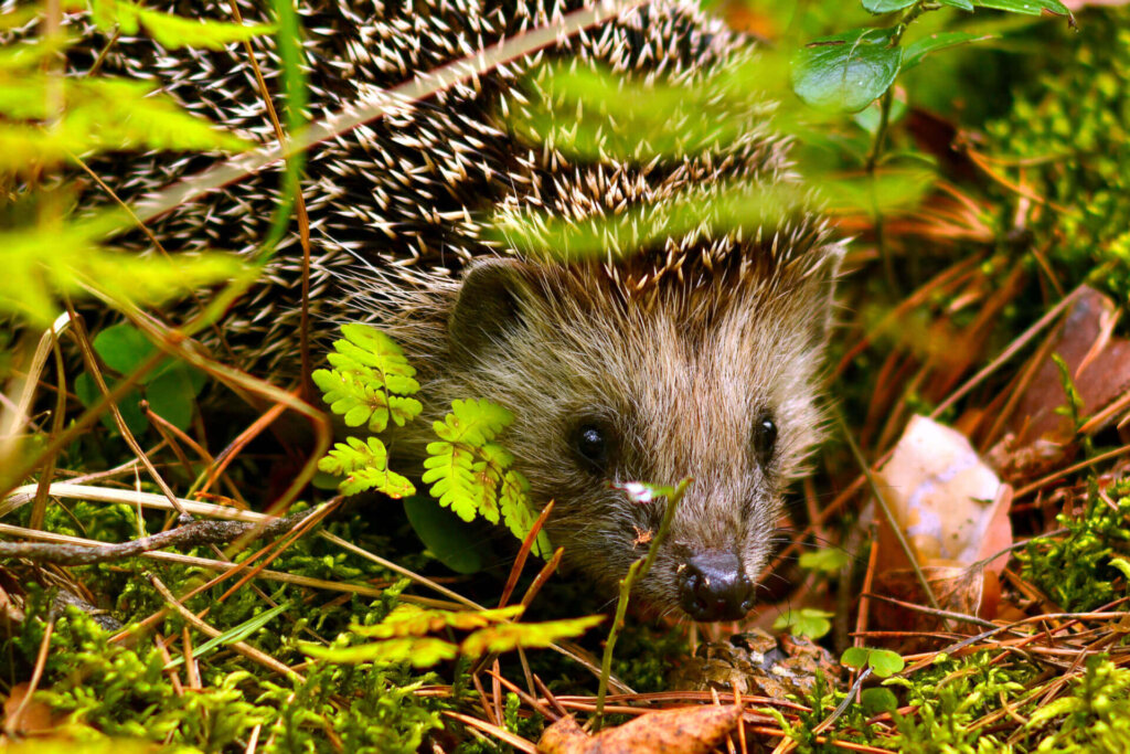Egel tussen beplanting in een diervriendelijke, biodiverse natuurtuin