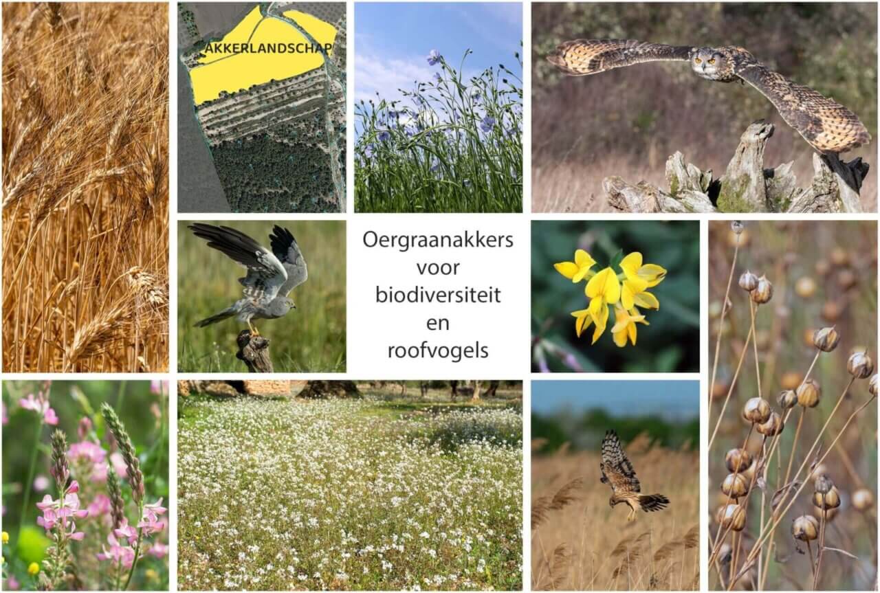 Ecologisch landherstel in Spanje met oergraanakkers voor biodiversiteit, bodemverbetering en roofvogels.
