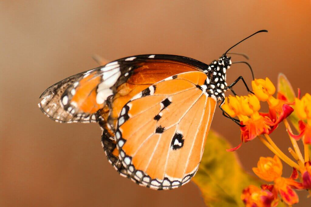 biodiversiteit natuurvriendelijke tuin