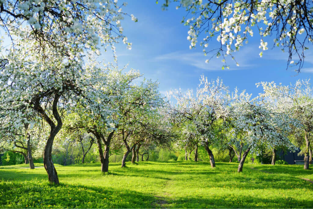 fruitboom-appel-plantengilde