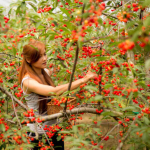 cursus eetbare tuin