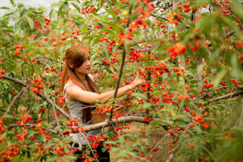 cursus eetbare tuin