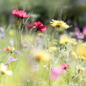ontwerp en aanleg bloemenweide