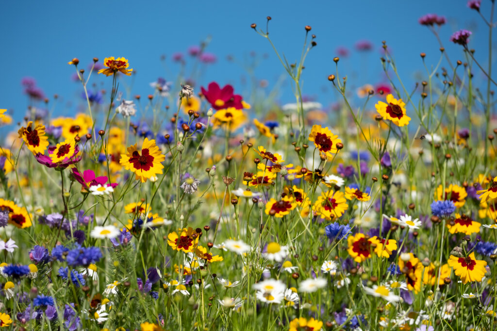 Bloemrijke natuurlijke tuin met inheemse planten; soortenrijk en biodivers