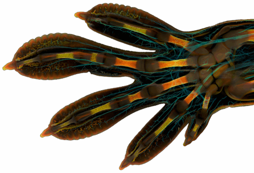 Ecologisch projectadvies & begeleiding