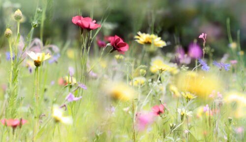 Ontwerpen met Wilde Planten