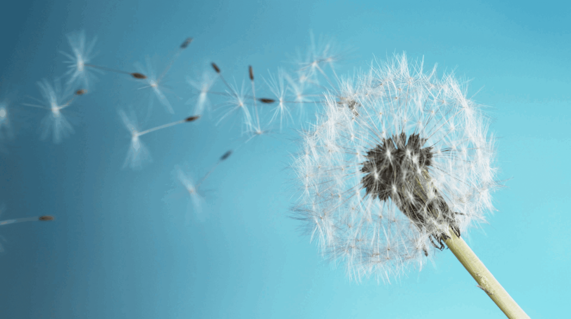 Essential native plants