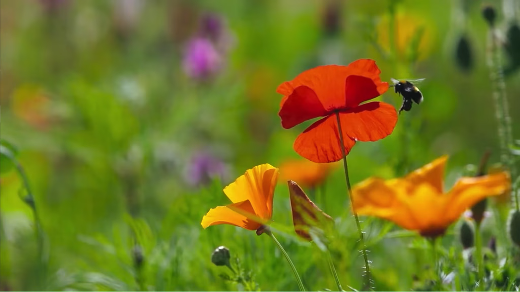 Volg cursus tuinontwerp en leer hoe je een bloeiende, biodiverse tuin maakt vol leven