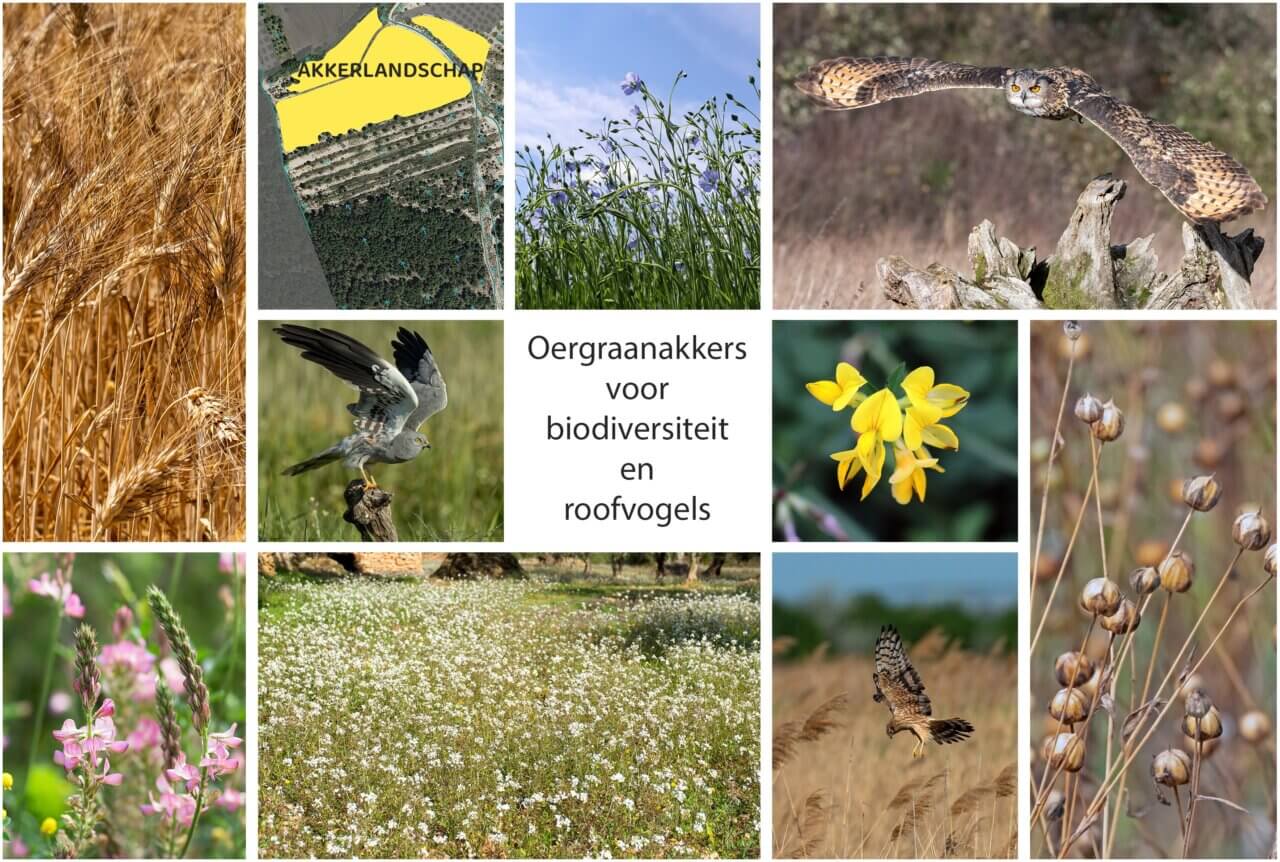 Ecologisch landherstel in Spanje met oergraanakkers voor biodiversiteit, bodemverbetering en roofvogels.