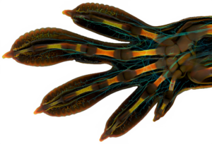 Ecological project advice & guidance