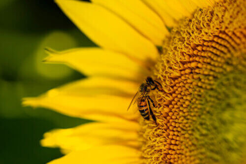 Ecologische tuin, wat is dat?