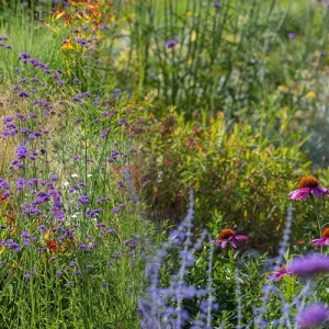 natuurvriendelijk-klimaatbestendige tuin