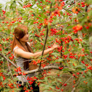 cursus eetbare tuin