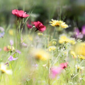 Tuin vol inheemse planten