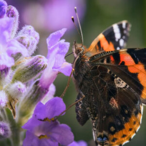 Bloemrijke, levende natuurlijke tuin met inheemse planten en dieren; soortenrijk en biodivers